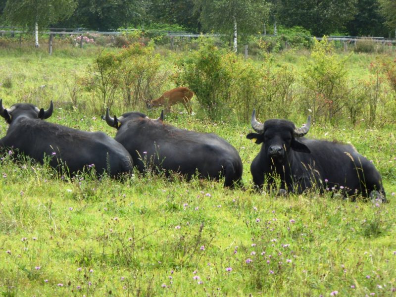 Tierischer Mauerweg. Büffel und Reh in Rudow